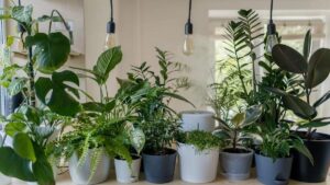 Top 8 Houseplants