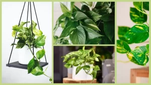 Benefits of Indoor Money Plants