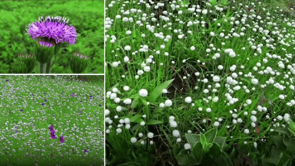 Kaas Plateau