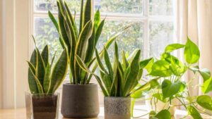 Snake Plant Benefits