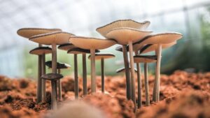 Mushroom derived bioactive compounds