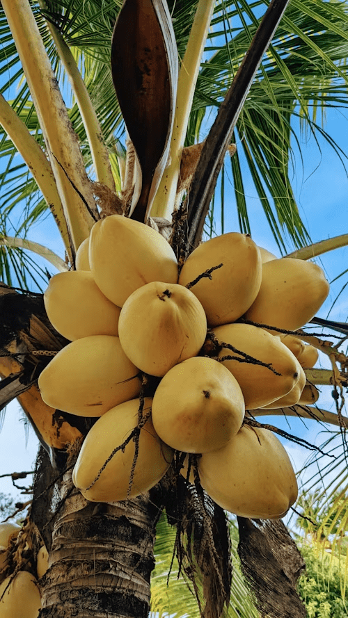 How to Choose a Coconut