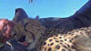 Wildlife Photographer wakes up to cheetah sleeping with him