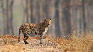 Forest department captures leopards