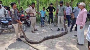 Giant Python in Uttarakhand