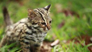 Leopard cat sighting