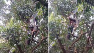 Man climbs a tall mango tree