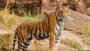 Tiger in Bhopal hunts man