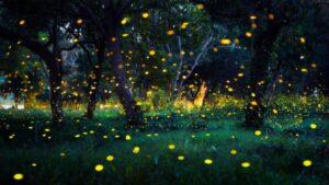 Top 5 Places in Maharashtra to See Fireflies