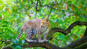 Bannerghatta Leopard Safari