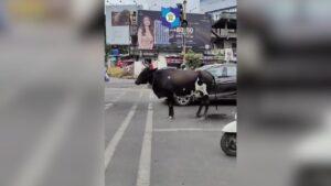 Cow waits patiently at a traffic signal