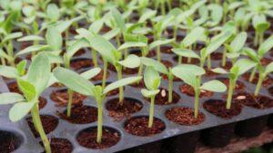 PMC saplings at discounted rates