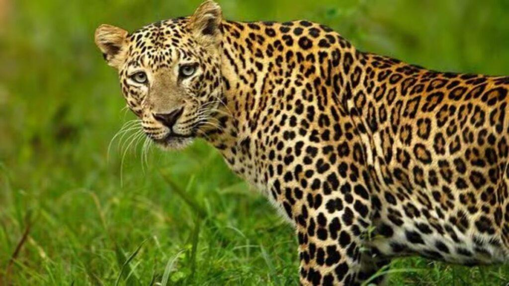 Pune leopard attack