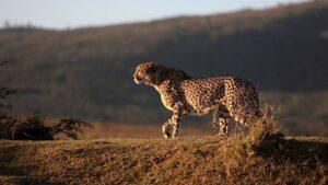 What Makes Cheetahs The Fastest
