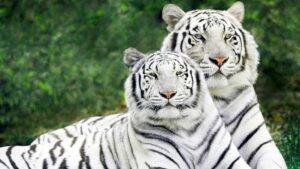 White Tigers in India