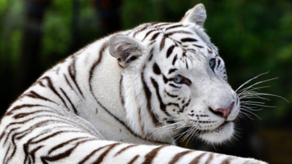 White Tigers in India