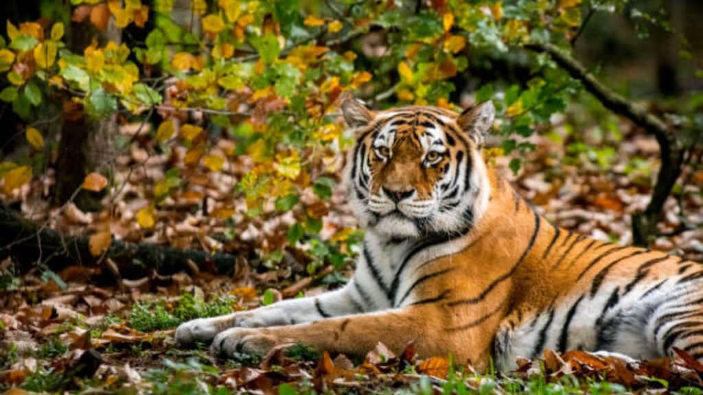 India's smallest tiger reserve