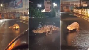 crocodile seen walking on a busy road