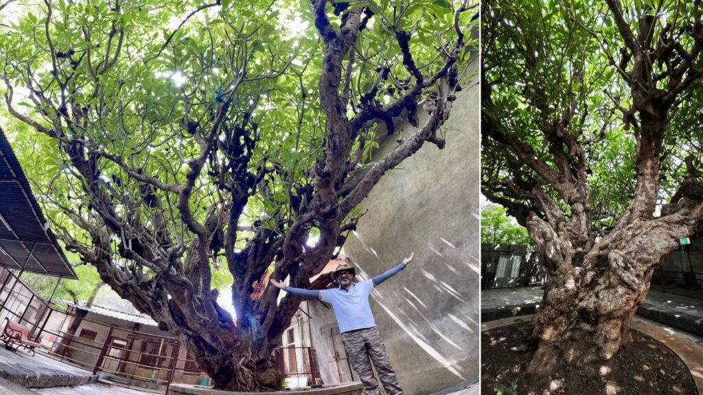 oldest tree in Pune