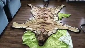 tiger skin worth Rs 5 crore seized