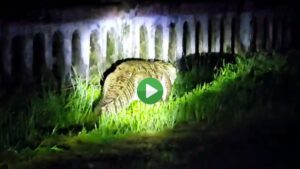 Crocodile spotted on the wall of Warasgaon dam