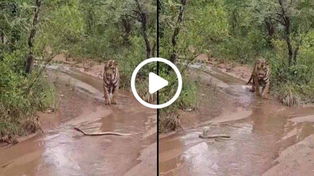 Tiger retreats after spotting cobra