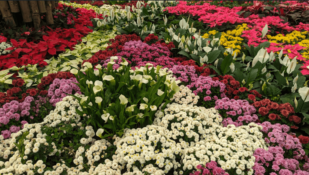 Independence Day Flower Show