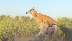 Lionesses Attack Giraffe