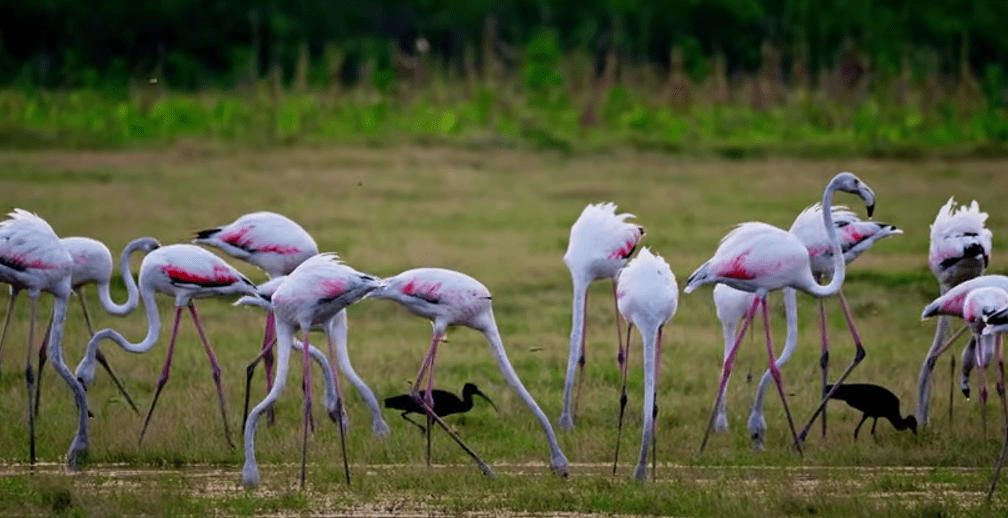 Bhigwan Wildlife Sanctuary