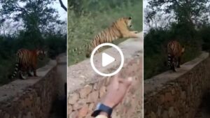 Tiger leaps close to safari jeep