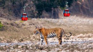 World’s First Ropeway Safari