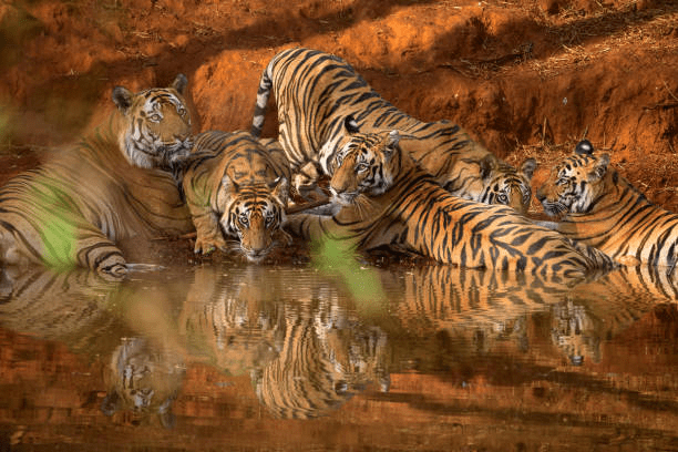 Tadoba Andhari Tiger Reserve