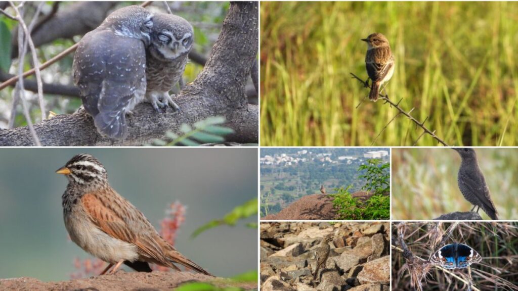 Bird sightings at Vetal Tekdi