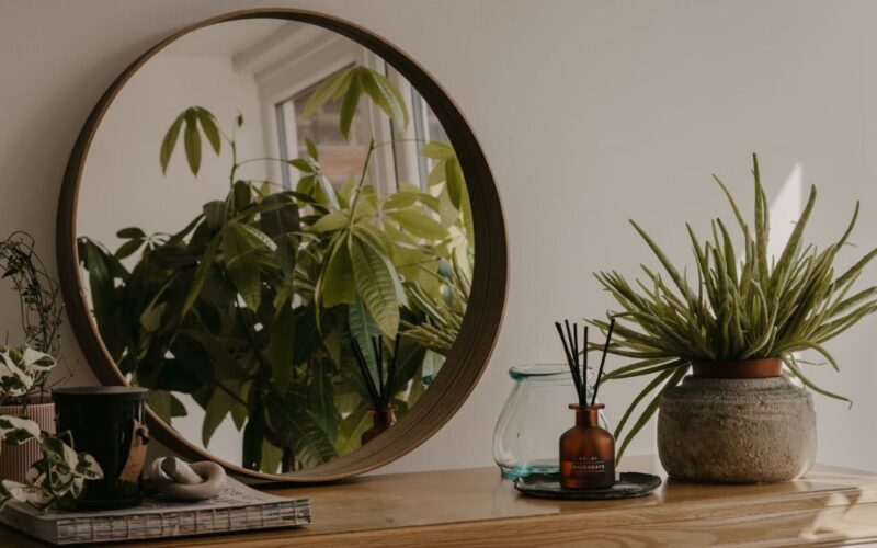 Houseplantsa as air purifiers