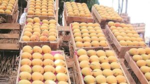 Malawi Mangoes Arrive in Mumbai