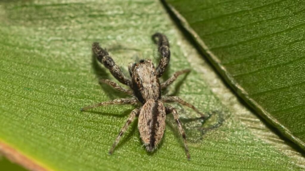 Pune students discover a new species of spider