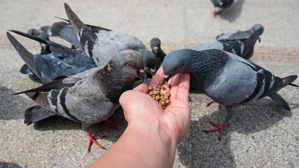 Feeding pigeons in Pune public spaces