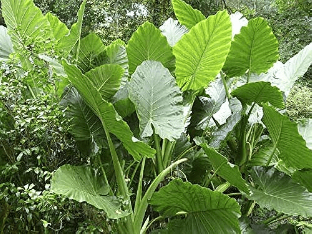 Elephant Ear Plant