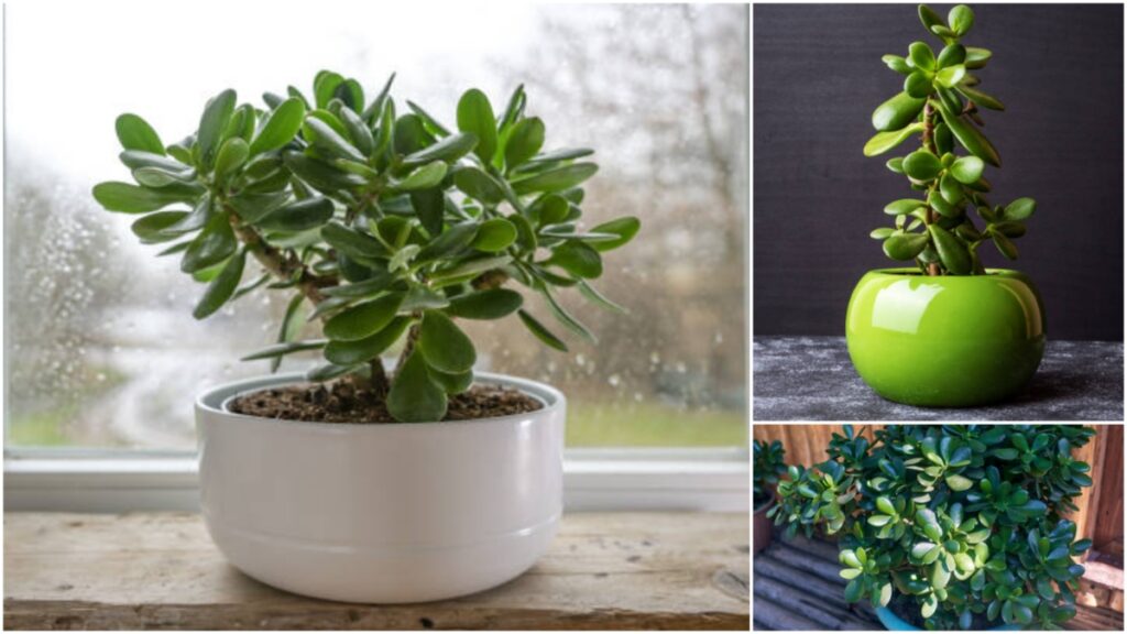 Benefits of Placing Jade Plants in Kids' Room