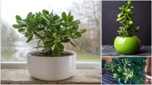 Benefits of Placing Jade Plants in Kids' Room