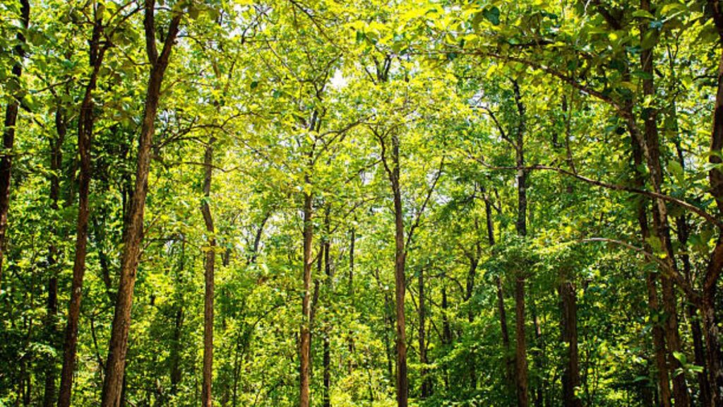 Dense Forests created in Prayagraj