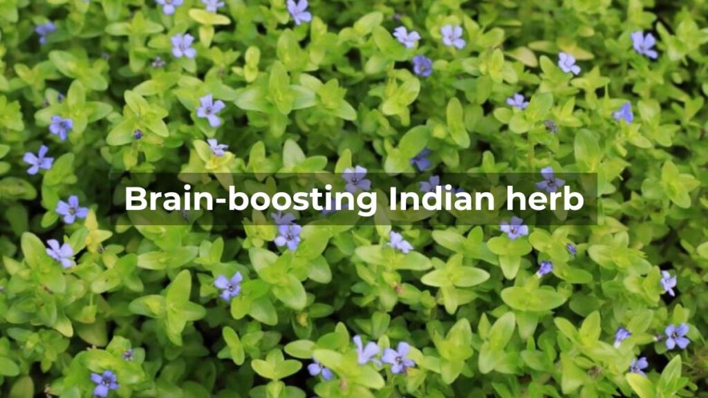 Famous Indian Herb for Brain-Boosting