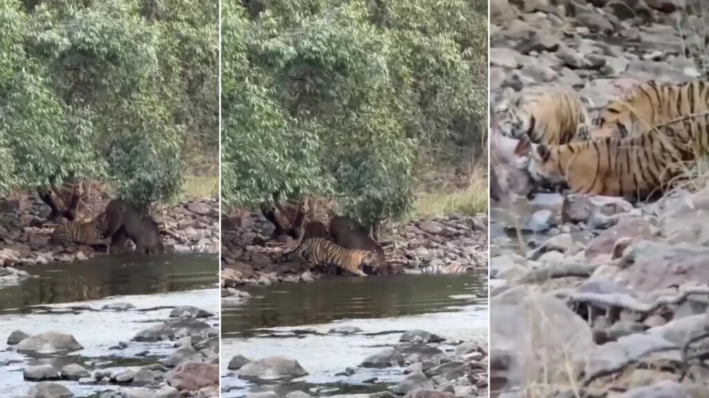 tiger cubs hunt a sambar deer